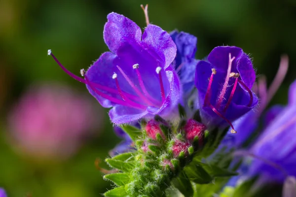 Prado Florescente Dia Ensolarado Verão Echium Vulgare Lindas Flores Silvestres — Fotografia de Stock