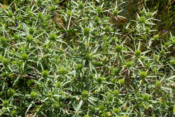 フィールド Eryngo またはエリンジウム カンペストレ カルドから 植物のセリ科の家族の一員 — ストック写真