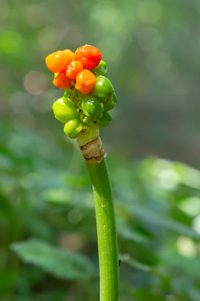 Arum Maculatum Czerwonymi Jagodami Zwane Również Kukułką Pint Lub Lords — Zdjęcie stockowe
