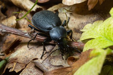 Carabus coriaceus, Avrupa 'da yaygın olarak bulunan bir böcek türüdür ve burada yaprak döken ormanlarda ve karışık ormanlarda yaşar. Kapat..