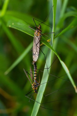 Uzun bacaklı, çimen yaprağının altına saklanmış dişi bir sivrisinek nefrotomu..