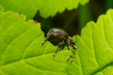 Kara asma buğday biti, Otiorhynchus sulcatus, Curculionidae familyası, vahşi bir yaprak üzerinde..