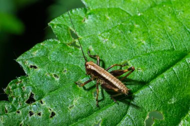A Dark bush-Cricket Pholidoptera griseoaptera perched on a leaf.