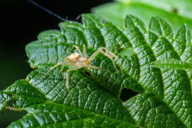 Örümcek Misumena vatia goldenrod yengeç örümceği ya da çiçek Holarktik dağılımı olan yengeç örümceği türü..