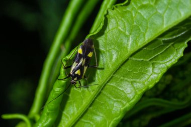 Bug form the family Miridae on plant leaf. In the forest on a summer day.