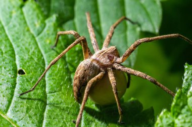 Bir çocuk ağı örümceği olan Pisaura Mirabilis Temmuz ayında yumurta kesesini taşırken görüldü..