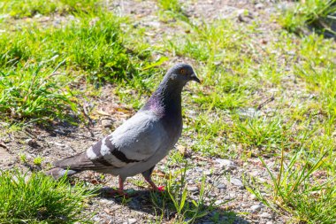 Pigeon on grass. Poultry and plants. City pigeon in park. One bird.