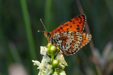 Glanville Fritillary, Melitaea Cinxia, Kelebek ve Bahar Çiçekleri.