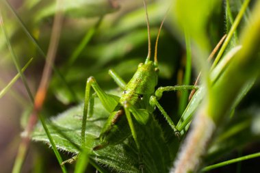 green grasshopper on the grass on a blurred background. Grasshopper on a flower macro view. Grasshopper profile. Grasshopper macro view.