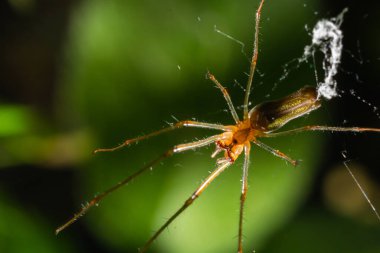 Tetragnatha Montana bir yaz gününde termurik yapraklı..