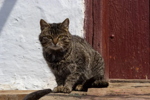 Cute tabby cat sitting in farm wooden hut house. Portrait tabby gray cat looking, sitting in wooden barn or shed. Tabby funny grey farm cat in garden rustic home. Kitten on ranch porch. Animal theme