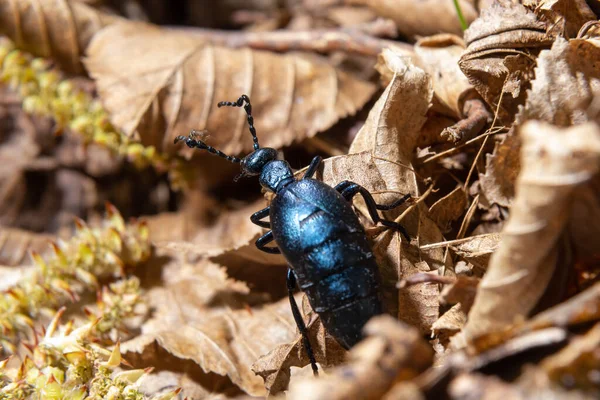 The violet oil beetle Meloe violaceus, is a species of oil beetle belonging to the family Meloidae. These beetles are present in most of Europe, in East Palearctic ecozone, in the Near East.