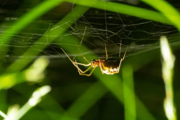 Closeup Spider Enoplognatha Ovata Similar Enoplognatha Latimana Family Theridiidae Underside — Stockfoto