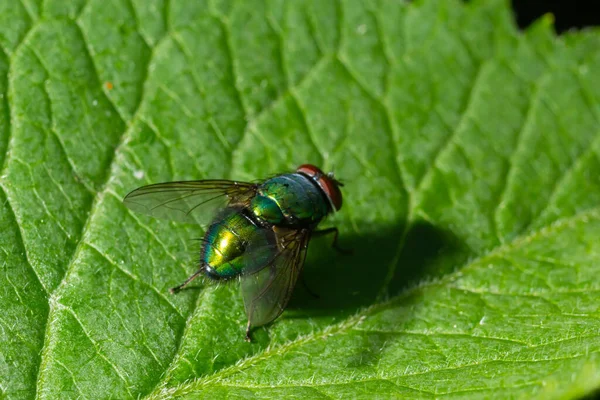 Common Green Bottle Fly Blow Fly Lucilia Sericata Green Leaf — Foto Stock