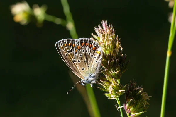 Foto Cerca Mariposa Polyommatus Icarus Que Sienta Sobre Una Hierba — Foto de Stock