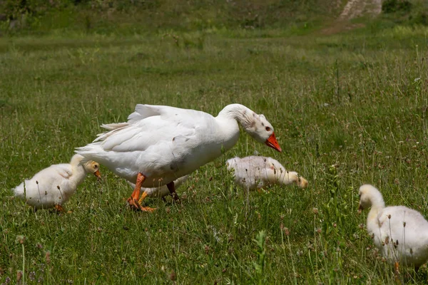 Família Ganso Egípcio Natureza Fêmea Macho Gansos Ganso Egípcio Estão — Fotografia de Stock