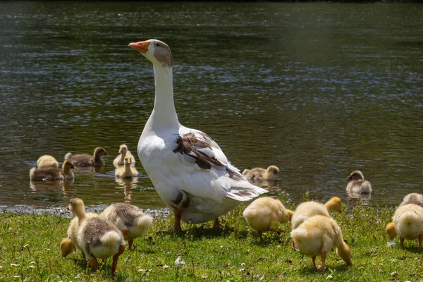 Angry goose protects goslings outdoors on a green meadow. Countryside concept, domestic goose with gosligs.