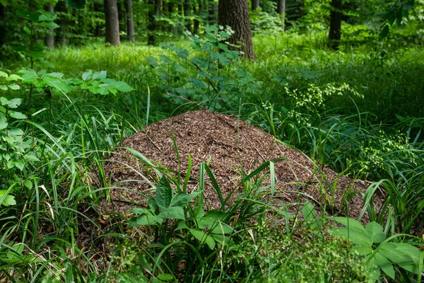 A large anthill in a spruce forest.The house of ants.Forest reserve forest.Walking in the fresh forest.