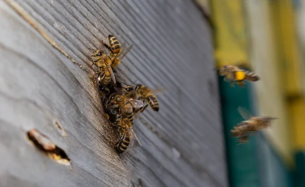 Багато Бджіл Повертаються Бджіл Входять Вулик Зібраними Квітковими Нектарами Квітковим — стокове фото