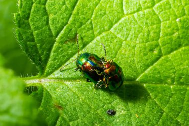 two shiny leaf beetles with rainbow colors during insect mating, chrysolina fastuosa.