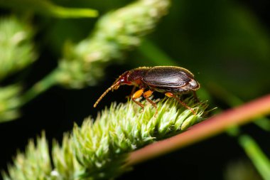 copper colored ground beetle on grass in a natural environment. summer, dream day.