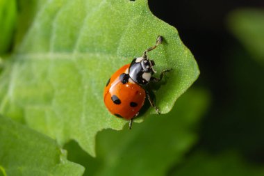 Macro of spring red ladybug Coccinella septempunctata on green leaf in forest, natural environment.