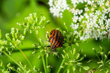 Colorful Striped Bug or Minstrel Bug Graphosoma lineatum, Graphosoma italicum. Insects of natural meadows and forests.