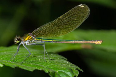 Bantlı matmazel, Calopteryx ihtişamlı, bir çimlerin üzerinde oturuyor. Güzel mavi matmazel yaşam alanında. Yumuşak yeşil arka planı olan böcek portresi. Doğadan vahşi yaşam sahnesi.