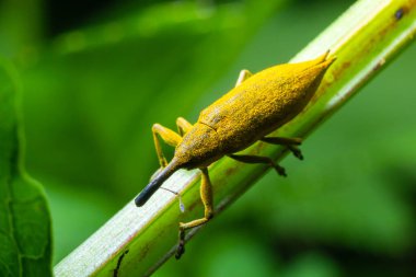 The beetle beetle, also known as the nunus, is a beetle that belongs to the superfamily Curculionoidea, known for its elongated snout.insects animals .