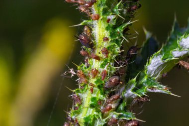Red aphid, Uroleucon nigrotuberculatum, on plant stem at Belding Wildlife Management.