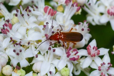 The common red soldier beetle Rhagonycha fulva, also misleadingly known as the bloodsucker beetle, is a species of soldier beetle Cantharidae.