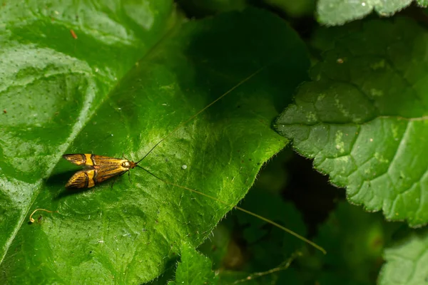 Tellow Barred Longhorn Moth Nemaphora Degeerella Huge Antenna — Foto Stock