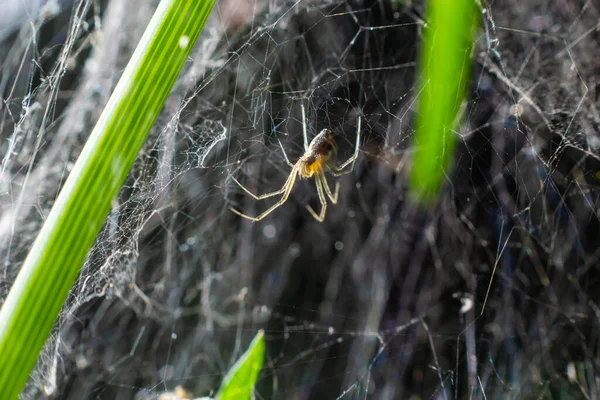 Tisseur Mailles Famille Des Dictynidae Chassant Une Mouche Longues Pattes — Photo