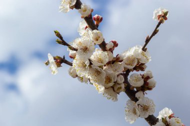 Çiçekli kayısı ağacı. Yumuşak odaklı kayısı ağacı çiçekleri. Ağaç dalında bahar beyaz çiçekleri. Çiçek açmış kayısı ağacı.