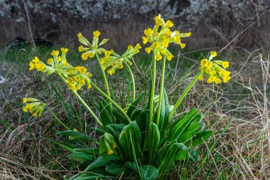 Primula veris, Primulaceae familyasından bir çiçekli otçul bitki türü. Bu tür, ılıman Avrupa 'nın çoğunda doğaldır..