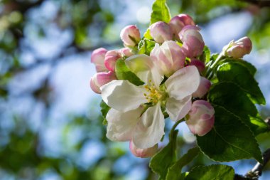 İlkbaharda açan elma ağacının taze çiçekleri..