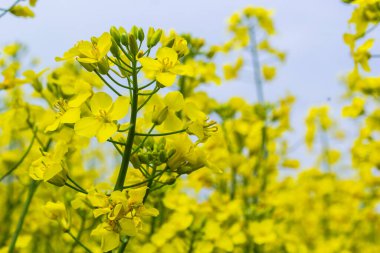 Sarı bir tecavüz ya da kanola çiçeği tarlası. Kolza tohumu hasadı için yetiştiriliyor. Mavi gökyüzü ve beyaz bulutlu sarı çiçekler. Ukrayna 'da bahar.