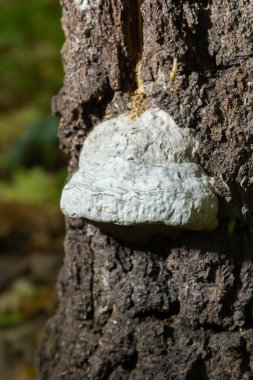 Fomes fomentarius, yaygın olarak Tinder Mantarı olarak bilinir..