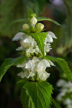 Güneşli bir günde filizlenen ölü ısırgan otu yakın plan. Lamium albümü. Lamiaceae Ailesi.