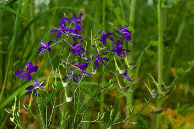 Çatallı tarla faresi, Consolida regalis ya da Vahşi Delphinium mavi çiçekleri, sığ alan derinliği. yaz bitkileri.