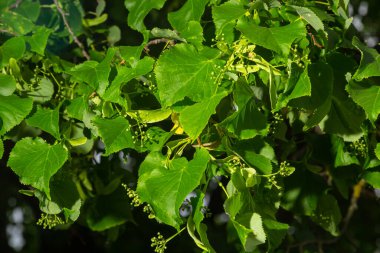 Linden branch with green leaves and buds before flowering.