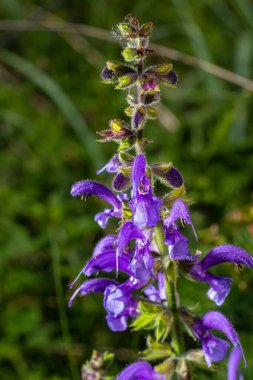 Salvia pratensis adaçayı çiçeği, çiçek açan mavi menekşe mor mmeadow clary bitkileri, yeşil çimen yaprakları.