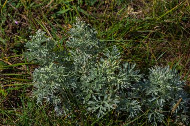Wormwood, Artemisia absinthium, gümüşi renkte uzun ömürlü bitki, güçlü aromatik bir koku ve acı pelin otu ile ünlü..