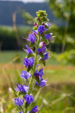 Güneşli yaz gününde çiçek açan çayır. Echium vulgare, güzel kır çiçekleri. Yaz çiçekleri, yakın plan çiçekler..