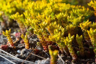 Sedum acre, commonly known as the goldmoss stonecrop, mossy stonecrop, goldmoss sedum, biting stonecrop and wallpepper, is a perennial flowering plant.
