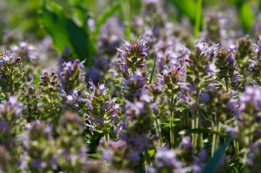 Taze, yeşil çimlerde açan pembe kekik. Vahşi Thymus serpillum bitkileri tarlada. Çayırlarda yabani kekik çiçekleri yaz çayırlarında.