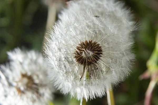 Sıradan karahindiba Taraxacum ofis çiçekleri kartopu, olgun cypselae meyveleri gibi görünür..