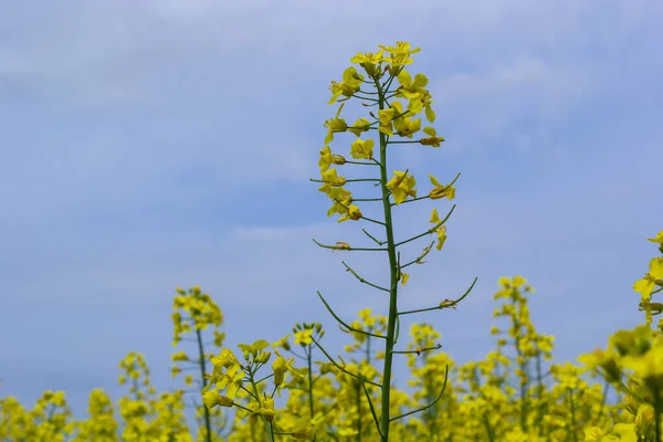 Paisaje Campo Colza Amarilla Flores Canola Cultivadas Para Cultivo Aceite —  Fotos de Stock