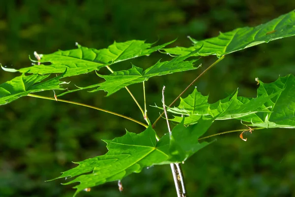 Близько Acer Platanoides Норвегія Клен Сонячним Світлом Нове Листя Темному — стокове фото