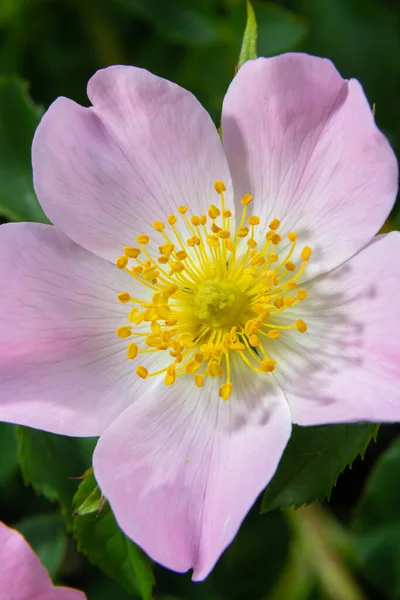 Hond Roos Rosa Canina Licht Roze Bloemen Bloei Takken Mooie — Stockfoto